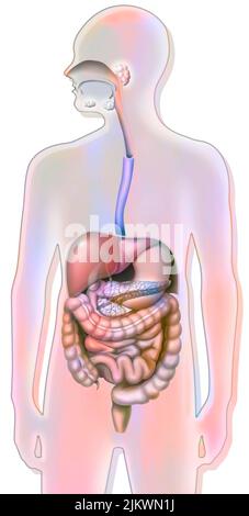 Apparato digerente e pancreas con esofago, stomaco, duodeno. Foto Stock