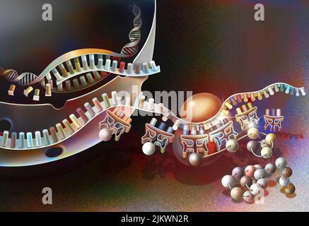 Trascrizione del DNA in RNA messaggero e sua traduzione. Foto Stock
