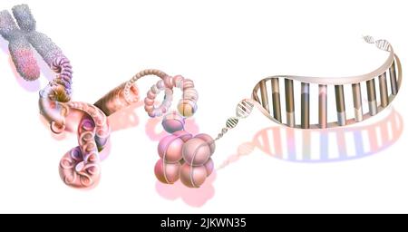 I diversi livelli di compattazione del DNA. Foto Stock