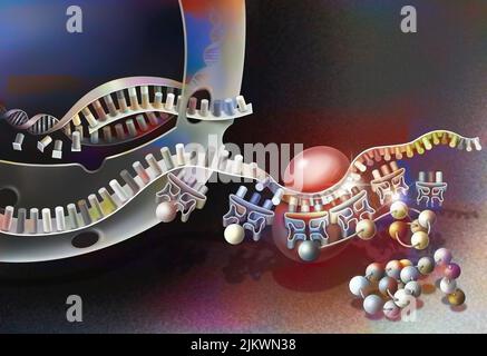 Trascrizione del DNA in RNA messaggero e sua traduzione. Foto Stock