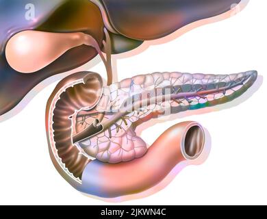 Anatomia sezionale del pancreas con cistifellea e dotto biliare comune. Foto Stock