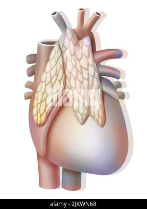 Timo, ghiandola endocrina situata di fronte al cuore. Foto Stock
