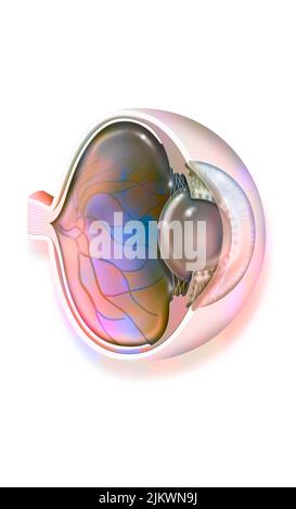 Anatomia dell'occhio con lente, vene retiniche e arterie. Foto Stock