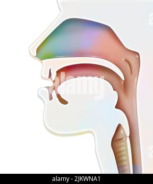 Rappresentazione delle vie aeree (ENT) negli esseri umani. Foto Stock