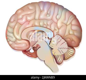 Sezione sagittale mediana del cervello umano che mostra la ghiandola pituitaria. Foto Stock