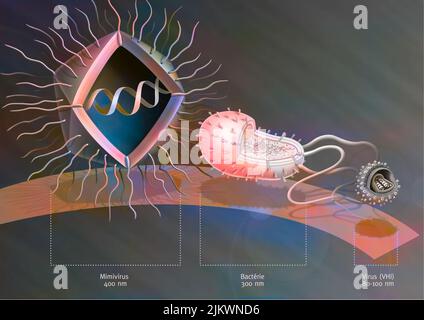 Confronto delle dimensioni di Mimivirus con batteri e virus. Foto Stock