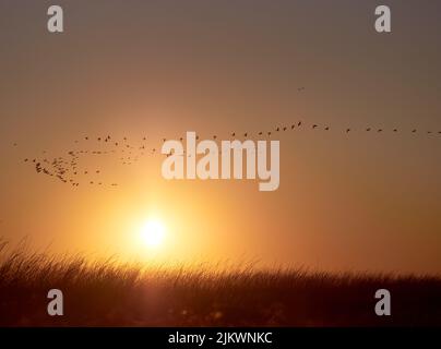 Cormorani del gregge che volano durante l'alba su Kinburn Spit, Mykolaiv Oblast, Ucraina. Foto Stock