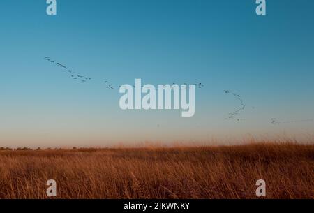 Cormorani del gregge che volano durante l'alba su Kinburn Spit, Mykolaiv Oblast, Ucraina. Foto Stock