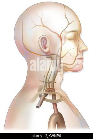 L'afflusso di sangue arterioso al collo (carotidi e arterie vertebrali). Foto Stock