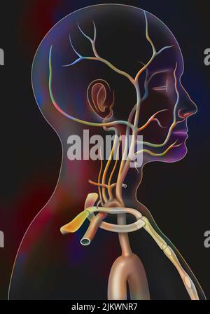 L'afflusso di sangue arterioso al collo (carotidi e arterie vertebrali). Foto Stock
