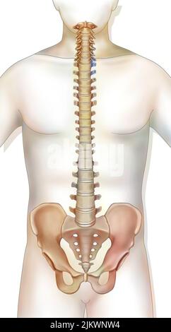 Colonna vertebrale costituita da vertebre (cervicale, dorsale, lombare). Foto Stock