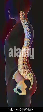 Profilo della colonna vertebrale di un uomo. Foto Stock