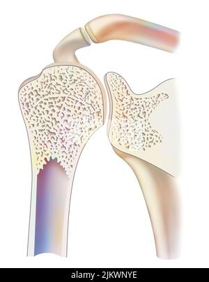 Sezione sagittale media di un'articolazione sana della spalla. Foto Stock