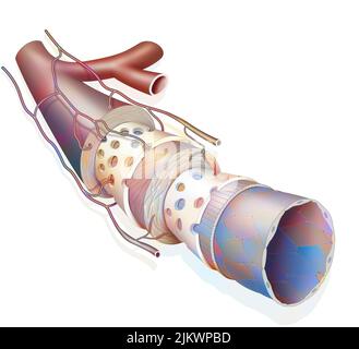 Pareti diverse che costituiscono un'arteria: La tunica avventizia, la media e l'intima. Foto Stock