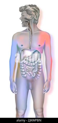 Anatomia del sistema digestivo umano con stomaco, intestino tenue. Foto Stock