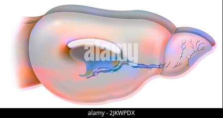 Neurogenesi: Cervello di un roditore adulto con migrazione di neuroblasti. Foto Stock