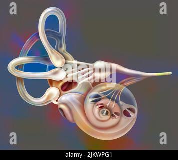 Orecchio interno tagliato a livello della coclea per mostrare l'organo di Corti. Foto Stock