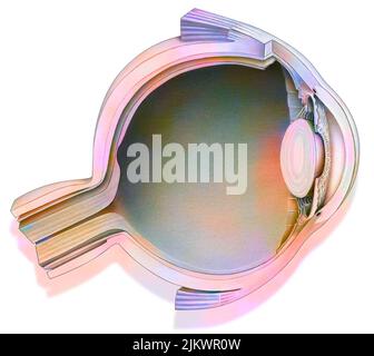 Taglio oculare cristallino, retina, cornea, iride, coroide. Foto Stock