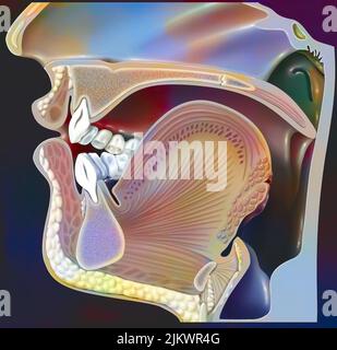 Posizione degli organi durante la pronuncia della 'U' nella fonazione. Foto Stock