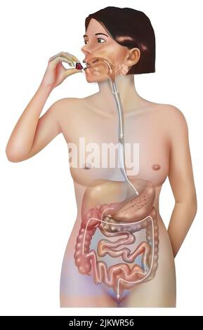 Percorso di un alimento attraverso il sistema digestivo della donna. Foto Stock