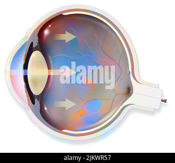Anatomia dell'occhio le cui frecce rappresentano la luce e rivelano la lente, retina, cornea, iride, coroide. Foto Stock