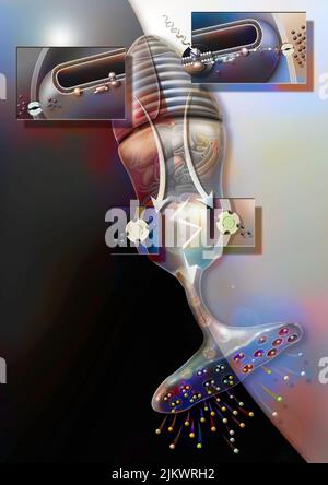 Cono, cellula fotorecettrice della retina che permette la visione diurna e notturna. Foto Stock