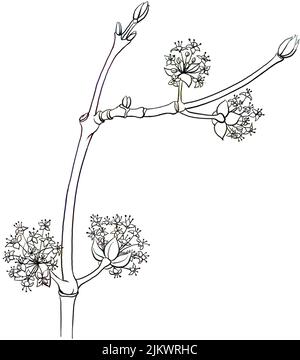 Dogwood maschile (Cornus mas) fiori su sfondo bianco. Foto Stock