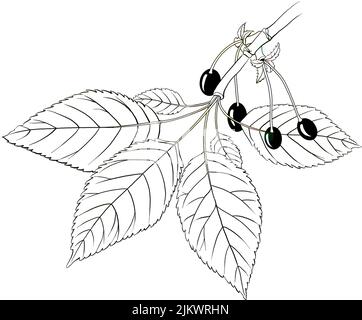 Foglie e frutti della ciliegia selvaggia (Prunus avium). Foto Stock