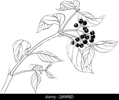 Frutti di dogwood di sangue (Cornus sanguinea) su sfondo bianco. Foto Stock