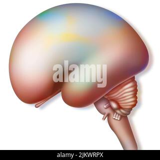 cervello di feto di 26 settimane su sfondo bianco. Foto Stock