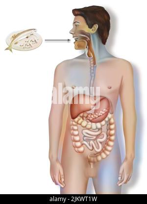 Apparato digerente con cibo che viaggia dall'assorbimento attraverso la bocca. Foto Stock