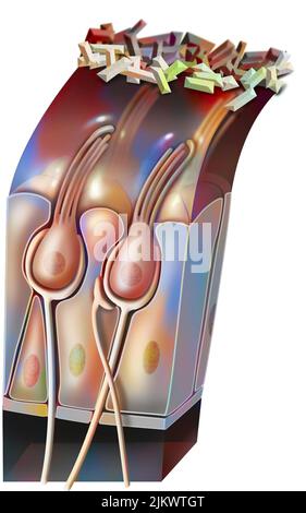 Funzionamento del maculo: Organo di equilibrio statico (posizione della testa). Foto Stock