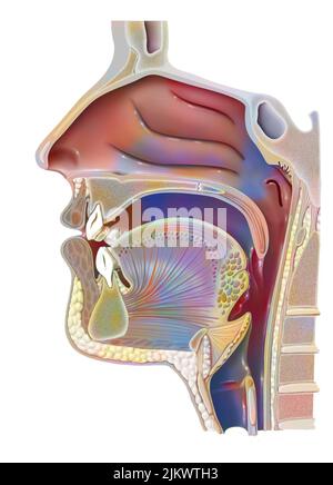 Anatomia del nasofaringe con cavità nasale, cavità orale. Foto Stock