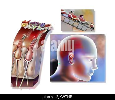 Funzionamento del maculo: Organo di equilibrio statico (posizione della testa). Foto Stock