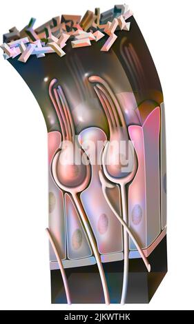 Funzionamento del maculo: Organo di equilibrio statico (posizione della testa). Foto Stock