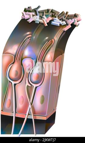 Funzionamento del maculo: Organo di equilibrio statico (posizione della testa). Foto Stock