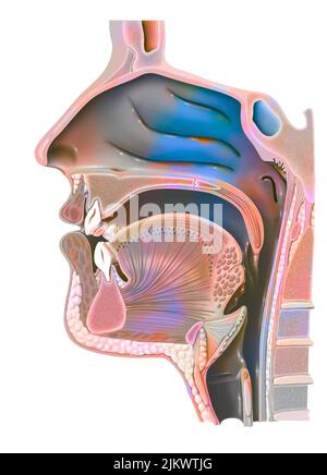 Anatomia del nasofaringe con cavità nasale, cavità orale. Foto Stock