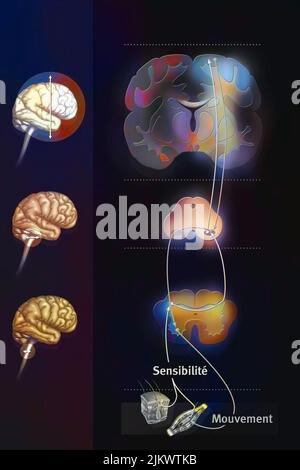 Loop sensorimotore: Controllo del cervello per collegare le sensazioni alle reazioni motorie. Foto Stock