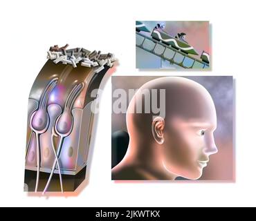 Funzionamento del maculo: Organo di equilibrio statico (posizione della testa). Foto Stock