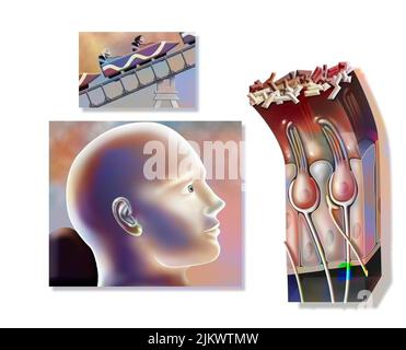 Funzionamento del maculo: Organo di equilibrio statico (posizione della testa). Foto Stock