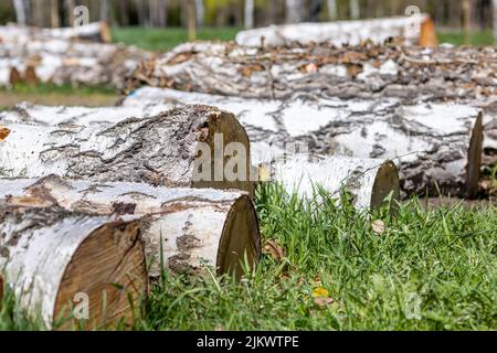 Un primo piano di tronchi per legna da ardere in un giardino rurale Foto Stock