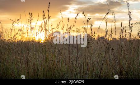 Savana africana durante l'alba in Sudafrica Foto Stock