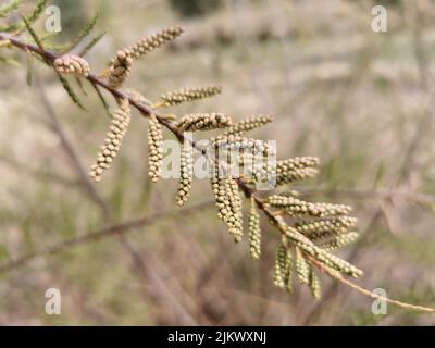 Un primo piano di una pianta di comber su un gambo lungo contro uno sfondo sfocato di verde Foto Stock