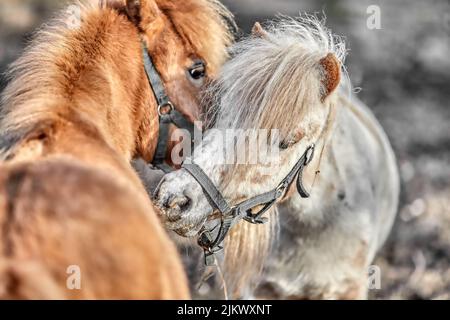 Un primo piano di pony bianchi e marroni in miniatura Shetland che si annidano l'un l'altro nella fattoria Foto Stock