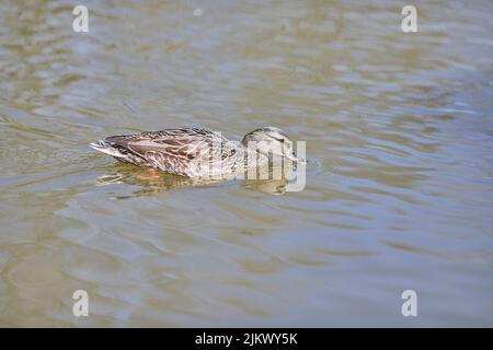 Un bel colpo di un'anatra selvatica femminile (Mallard) bevendo mentre nuotano nelle acque calme del lago alla luce del sole Foto Stock