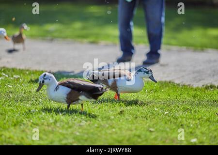 Un primo piano di due anatre d'erba in piedi sull'erba verde con un uomo adulto in piedi sullo sfondo sfocato che alimenta le anatre nel parco Foto Stock