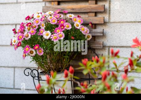 Un primo piano di fiori di Argyranthemum appesi su un muro Foto Stock