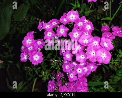 Un primo piano di fiori viola Phlox fiorire in un giardino Foto Stock