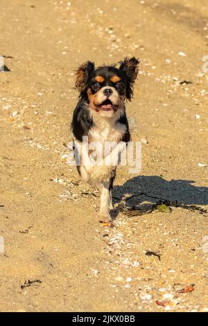 Un cavalier cane re charles, un cucciolo carino che corre sulla spiaggia Foto Stock