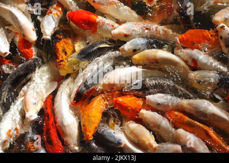 Pesce Koi che inghiottita sul cibo Foto Stock